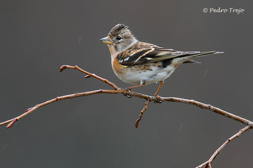 Pinzón real (Fringilla montifringilla)